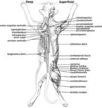 Learn vocabulary, terms and more with flashcards, games and other study tools. Cat Muscle Dissection Dorsal Muscles Of Back Arm Shoulder Bulb
