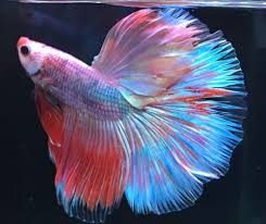 Common Betta Fish Diseases Betta Fish Betta Colorful Fish