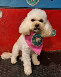 Peluditos peluqueria canina