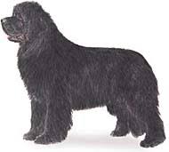 Newfoundland puppies for sale in ny. Newfoundland Puppies For Sale Long Island Puppies