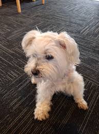 Lost Dog Found at The Gardens Village in Rotorua