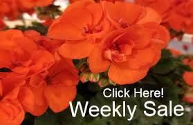 Yandex.maps shows business hours, photos and panorama views, plus directions to get there on public transport, walking, or driving. Lowe S Garden Center