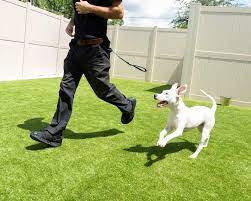 Maybe you would like to learn more about one of these? What S The Hype With Off Leash Dog Walking The Dog Stop Boca Raton