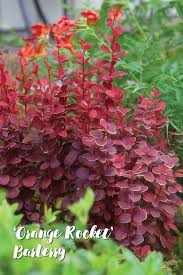 The dark green leaves, for example, appear all year a beautiful and small shrub you can enjoy all the aspects of evergreen in conjunction with beautiful flowers that take on vibrant shades of purple, red. 7 Tall And Slender Shrubs For Tight Spaces Shrubs For Landscaping Landscaping Shrubs Tall Shrubs