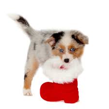 585 Boots Nicholas Stock Photos