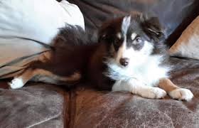 Lexi will range between 40 and 50 pounds…. Mini Aussie Puppy For Sale In Escalon California Classified Americanlisted Com