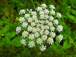 ドクニンジン 毒人参 とは 特徴 分布 毒性や見分け方を解説 Botanica