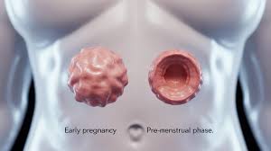 Image result for cervix position