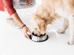 Love the idea of bone broth, but don't have the time to make your own? Diy Bone Broth Recipe For Dogs The Dog Guide San Antonio