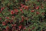 Image result for Indigofera williamsonii