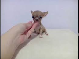 45,012 likes · 184 talking about this. Teacup Pomeranian Puppies For Free Near Me Novocom Top