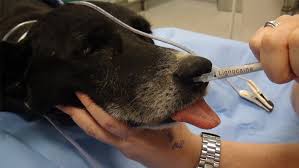 A nasal cannula consists of a flexible tube that is placed under the nose. Placement Of Nasal Oxygen Catheters Clinician S Brief