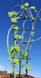 Image result for Ceropegia mirabilis