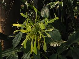 Image result for Crateva eminens