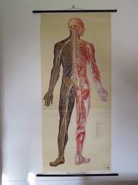 vintage pull down medical school chart nervous system body full body anatomy