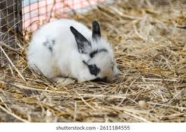 Image result for tbn:nuNU7FPK4A54yM::rvforsaleguide.com/images/bunny-resting-picture.jpg