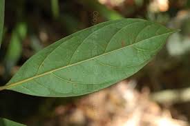 Image result for Ocotea kenyensis