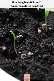 Vyvanse can be taken with or without food. Learn The Real Answer To How Long Does It Take To Grow Tomatoes From Seed Plus Learn What Facto Grow Tomatoes From Seed Growing Tomatoes Growing Tomato Plants
