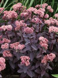 We did not find results for: Sedum Purple Emperor Bluestone Perennials