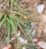 Image result for Indigofera heterotricha