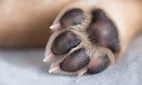 Paw pads heal quickly so the cracks could disappear on their own. Northeast Animal Hospital Se Habla Espanol Veterinarian In Las Vegas Nv Us