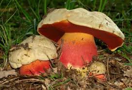 Quoiqu'il en soit, vous devrez attendre que votre ossature soit rétablie avant d'entamer votre quotidien comme avant. Les Bolets Et Cepes Toxiques Ou A Rejeter Champignons Passion