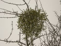 Image result for Viscum