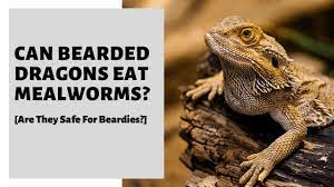 Can Bearded Dragons Eat Mealworms Are They Safe For Beardies