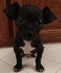 View our chihuahua wiki for information to help keep your chihuahua healthy and active. Clingy Chihuahuas The Chihuahua Information Center