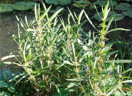 Image result for Hygrophila schulli