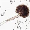 Aspergillus niger is the most common species of aspergillus. 1