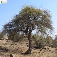 Image result for Albizia amara