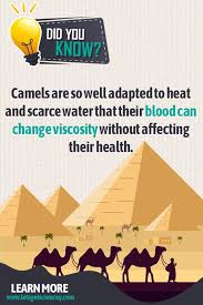 Camels are adapted to the desert in various ways. The Desert Can Be A Rough Place Fun Science Fun Facts Fun Facts About Animals