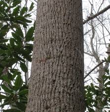 Yellow Poplar Tulip Poplar Tuliptree Plants Native Plants Poplar Tree