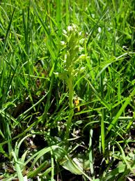 Image result for Habenaria lithophila