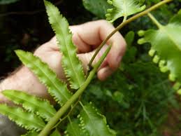 Image result for Lygodium smithianum