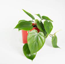 Philodendron Heart Leaf Philodendron Philodendron Philodendron Scandens