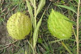 Image result for Gomphocarpus fruticosus