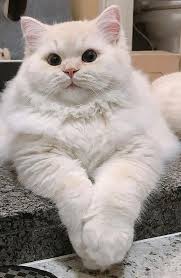 This 100 Photos Proves That Cats Are The Earth Cutest Animals Cat Pet Ilovecat In 2020 Cats Pretty Cats Cute Cats And Kittens