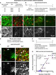 Image result for Dark Hunter Green 1996 AAV