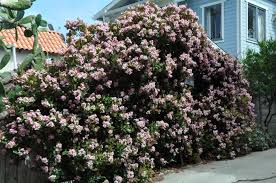 Image result for Rhaphiostylis