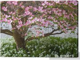 Tuttavia, in alcuni casi, le foglie rubare le luci della ribalta, in particolare quelli che appaiono in primavera, quando il pa Quadro Su Tela Fiori Rosa Adornano Un Albero Dogwood In Primavera Pixers Viviamo Per Il Cambiamento