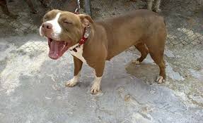 Pitbull Terrier Mix Black And Brown Yawn