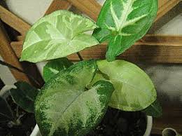 すべての美しい花の画像 心に強く訴える観葉 植物 ハートの葉っぱ