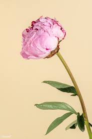 The images of pngkit come from the public internet and the real upload of users. Download Premium Image Of Pink Peony Flower With Leaves Macro Photography Macro Photography Flowers Macro Photography Flower Aesthetic