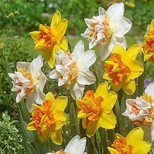 Extravaganza Daffodil Mixture Bulb Flowers Flower Pots Daffodils