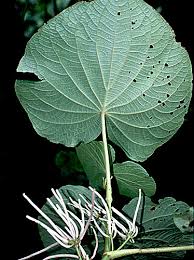 Image result for Piper umbellatum