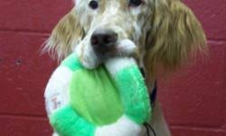 Check spelling or type a new query. English Setter Puppies Price 200 For Sale In Holcombe Wisconsin Your City Ads
