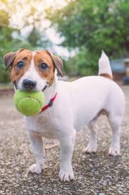 We did not find results for: 25 Best Small Dog Breeds Cute And Popular Small Dog Breeds