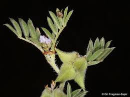 Image result for Triainolepis sancta